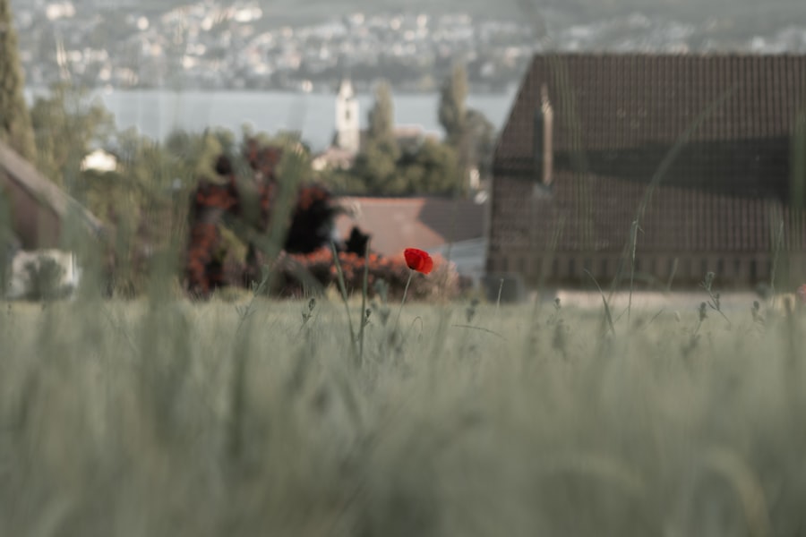 saddam hussein capture