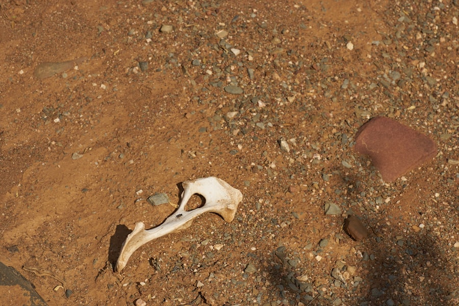 saddam hussein capture death