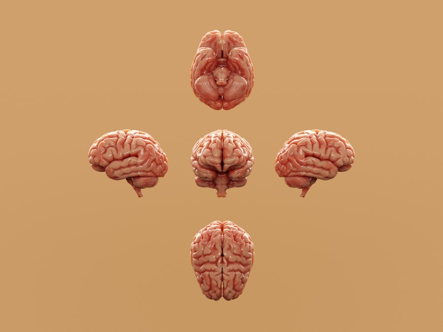 Human Brain