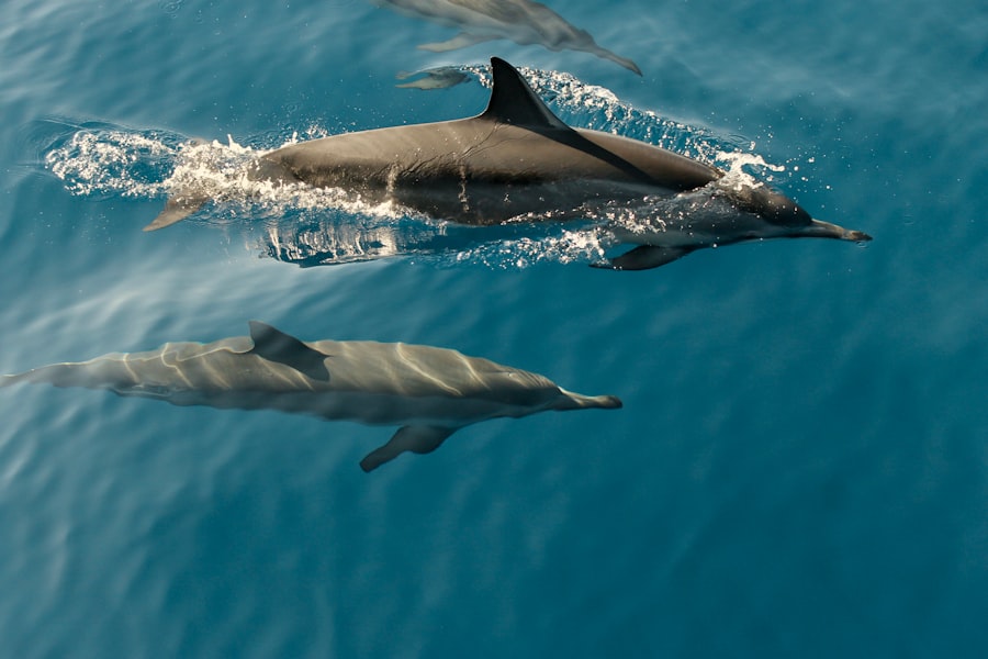 Dolphins trained to find mines