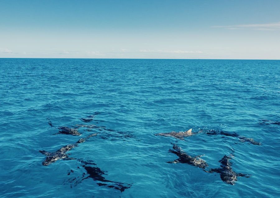 military dolphins