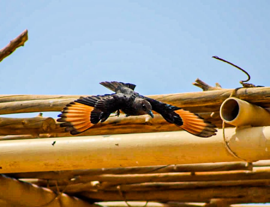 Military birds steering weapons