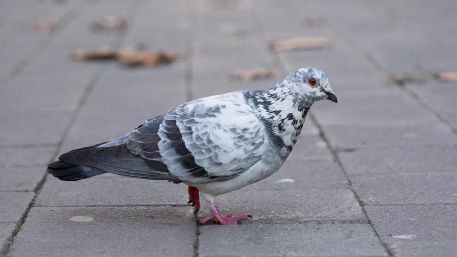Pigeon BF Skinner
