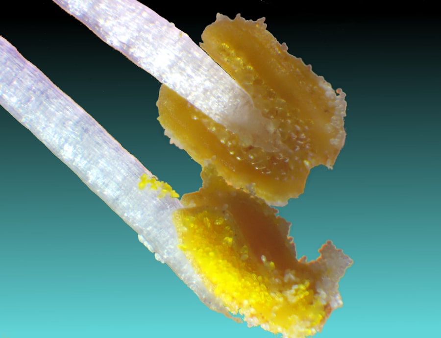 fructose corn syrup Europe