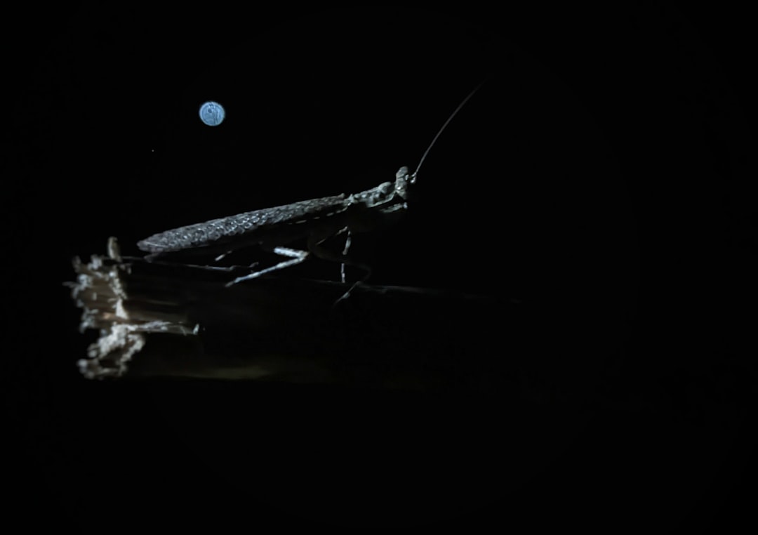 Photo lunar research flights