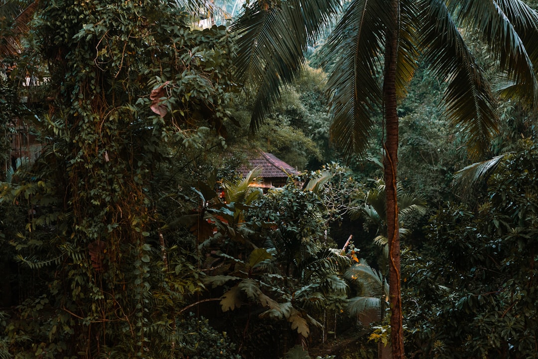 Photo jungle upton sinclair summary