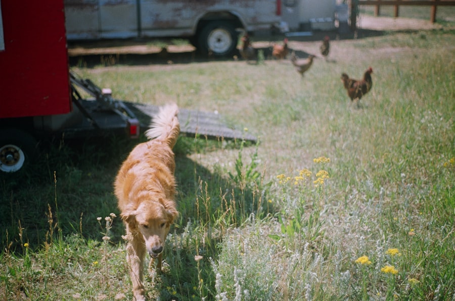 Photo animal programs