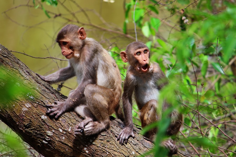 Photo documentary animals