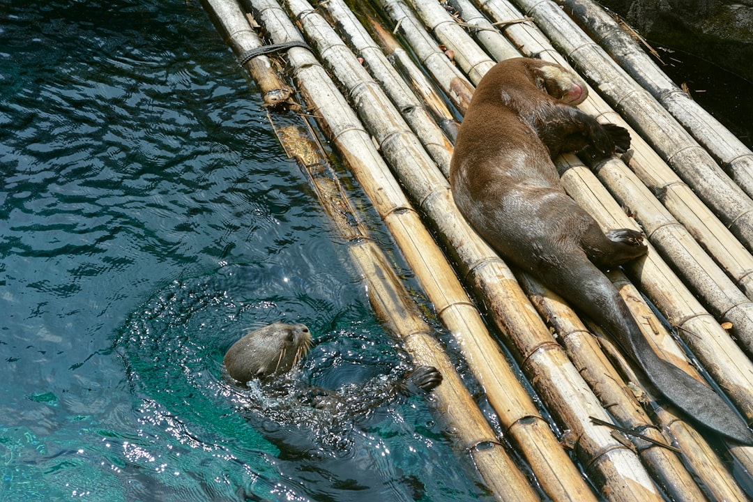 Photo animal weapons