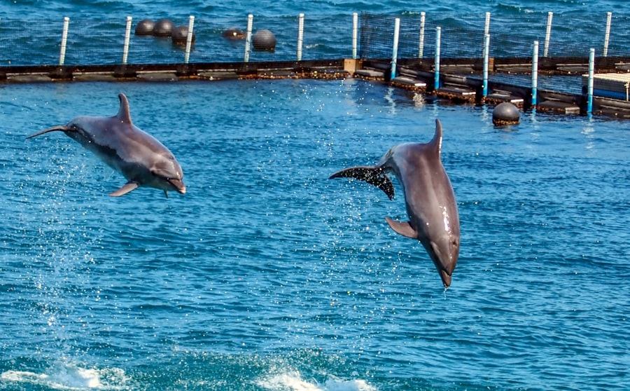 Photo Dolphins trained to find mines