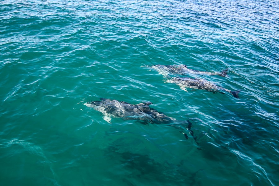 Photo military dolphins