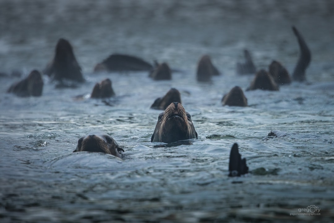 Photo sea lions