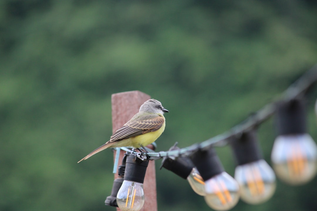 Photo Military birds steering weapons