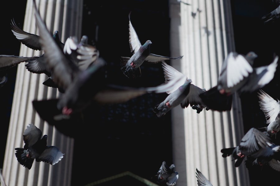 Photo Pigeons guiding glide bombs