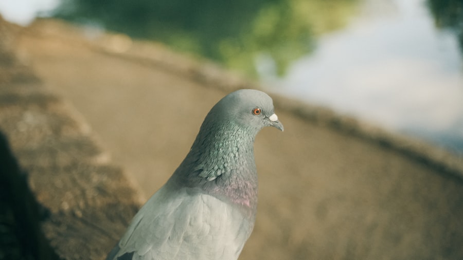 Photo Pigeon BF Skinner