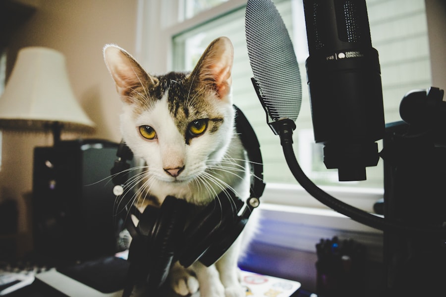 Photo Acoustic Kitty