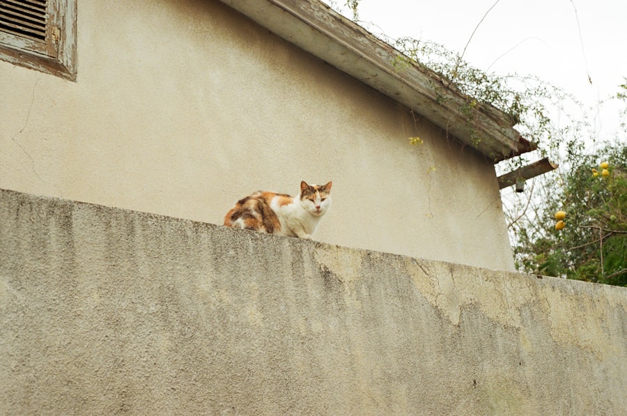 Photo CIA spy cat project