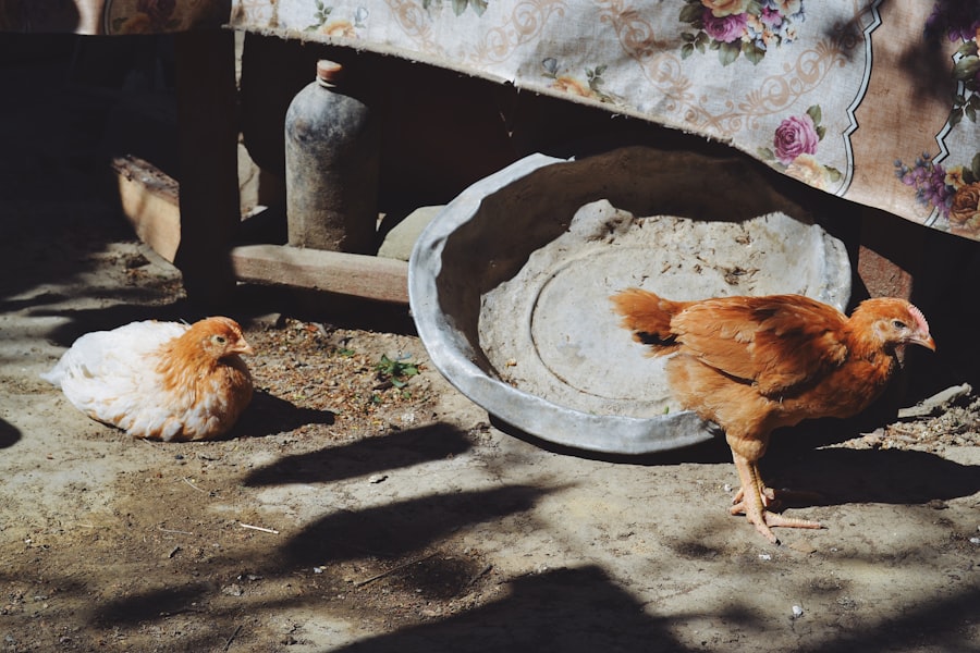 Photo chlorine washed chicken