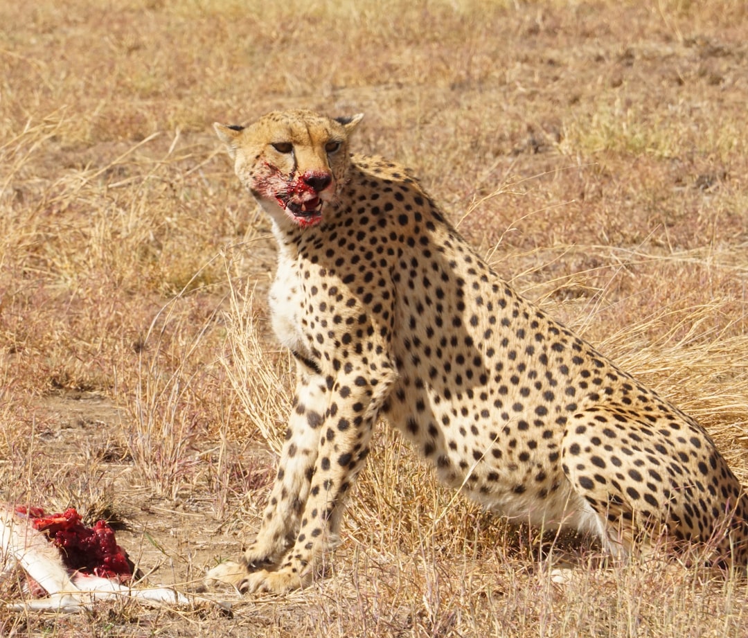 Photo Saddam Hussein, attack, why