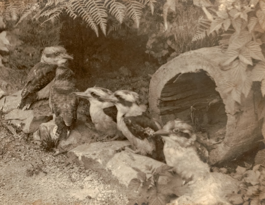 Photo saddam hussein captured and killed