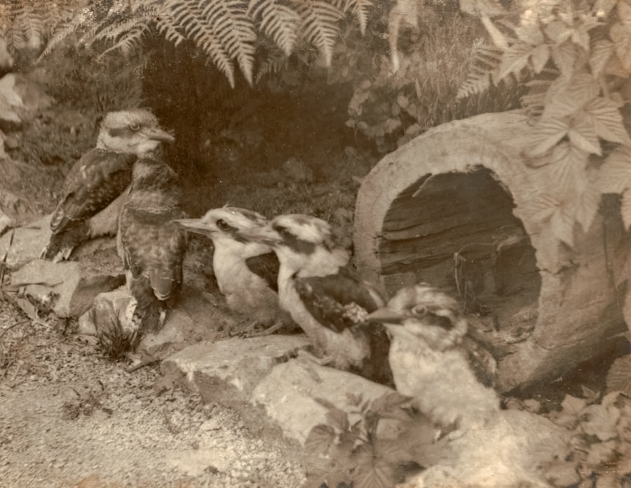 Photo saddam hussein captured executed