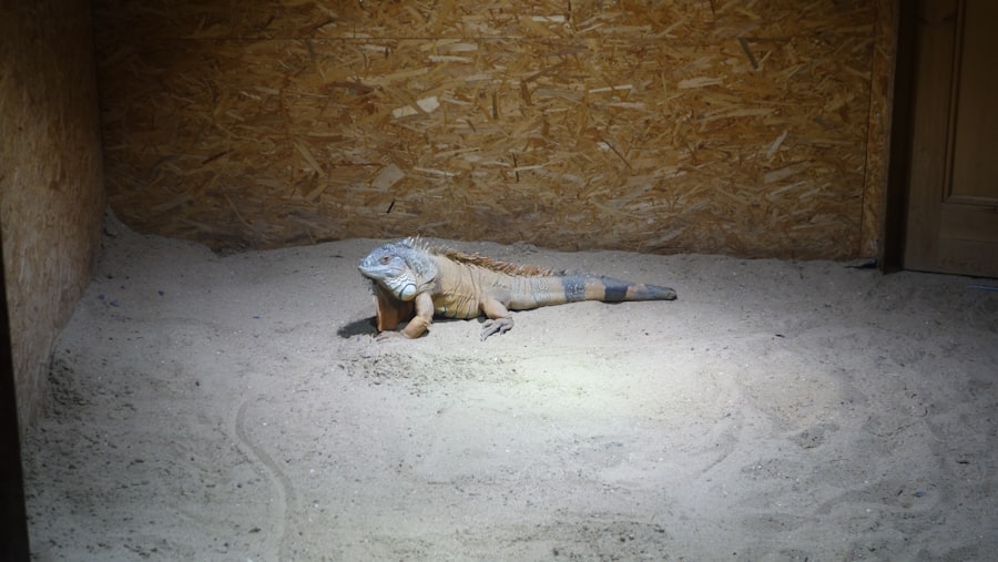 Photo saddam hussein killed by