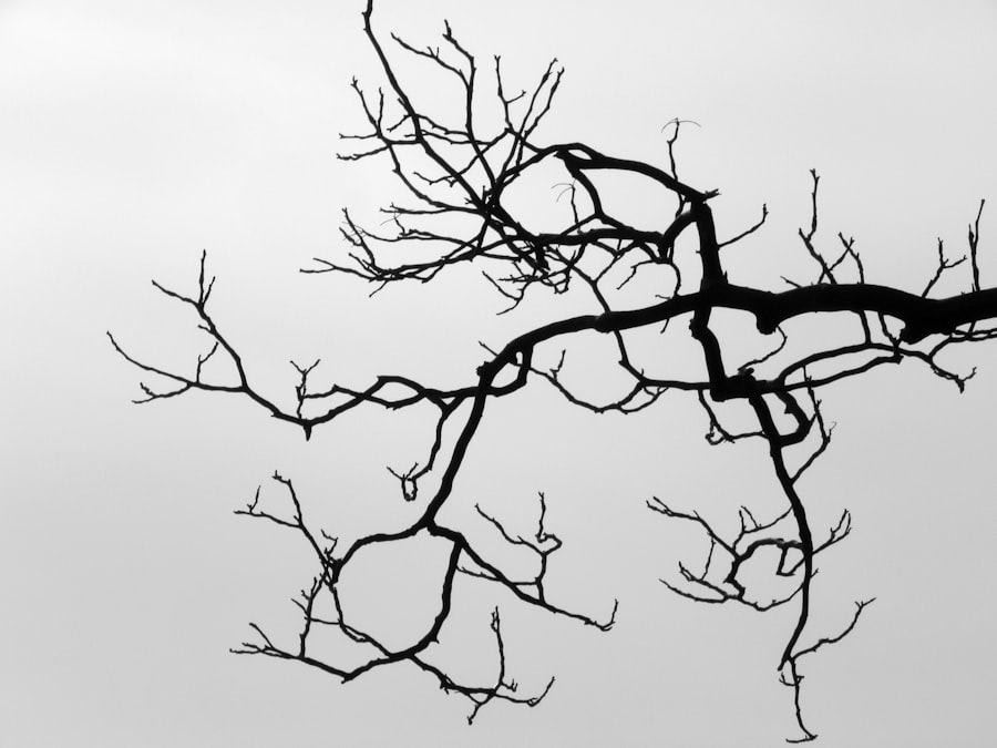 Photo Reconstructive Memory