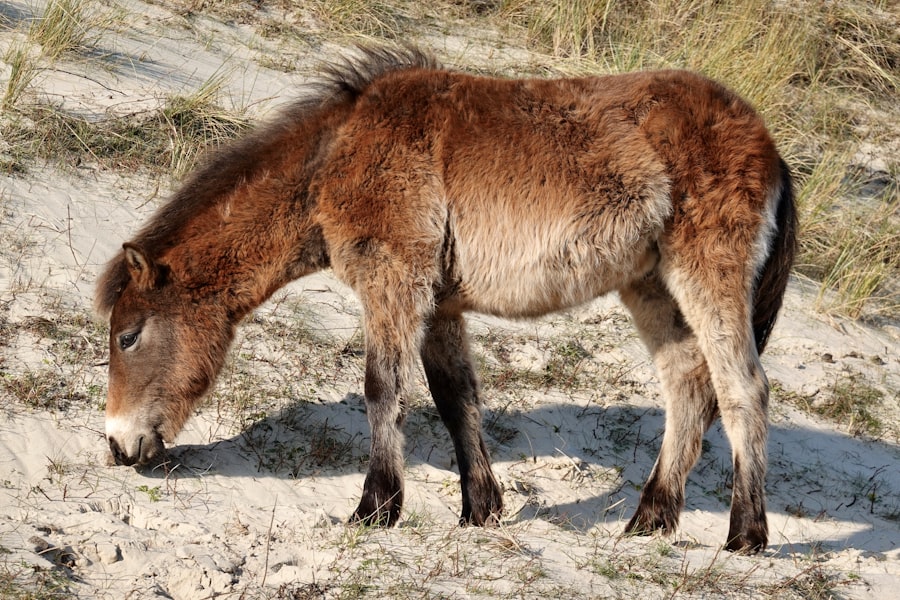 pinocchio donkey transformation