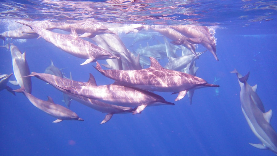 dolphin safe tuna