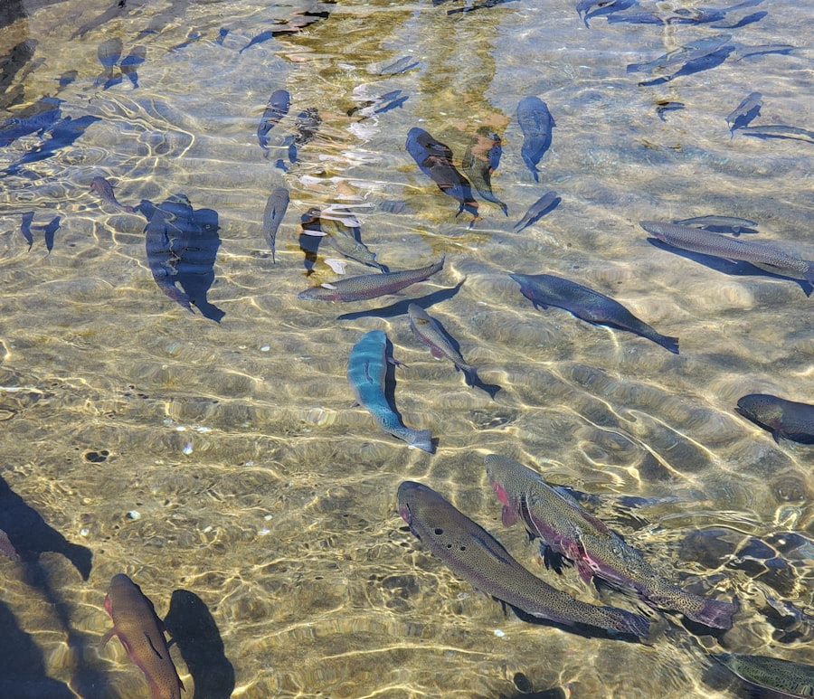 fish aggregating devices