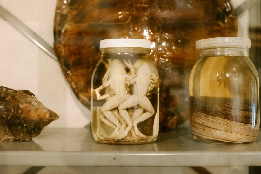 huntsman brought back animal organs