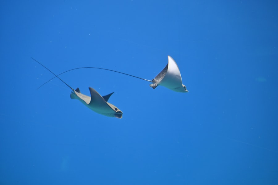 tuna fishing methods