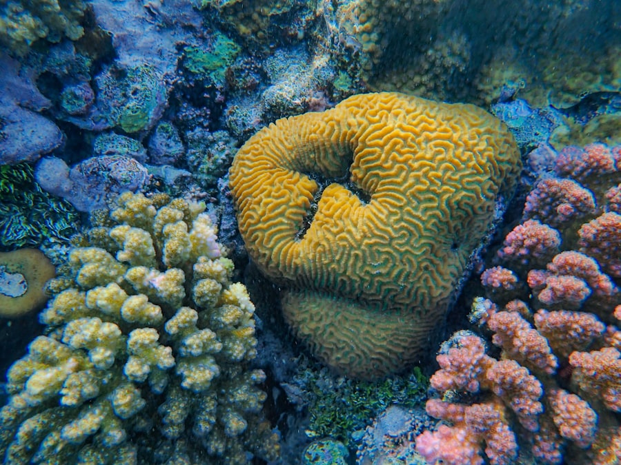 FADs, coral reefs