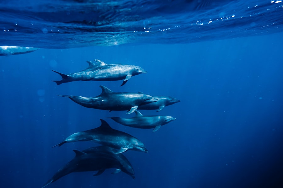 sustainable tuna fishing practices