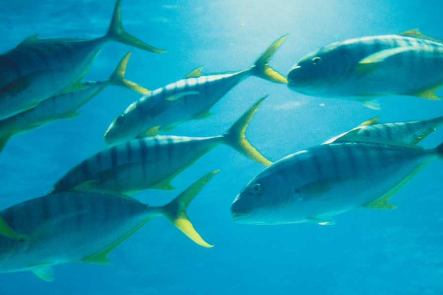 sustainable canned tuna