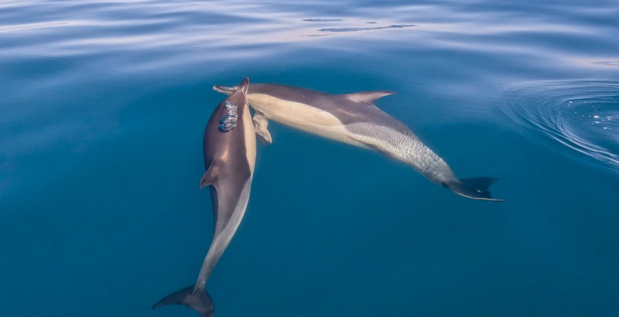 dolphin protection act