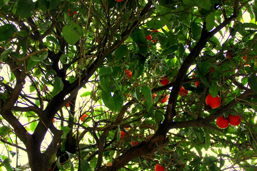 fruit ripening rooms