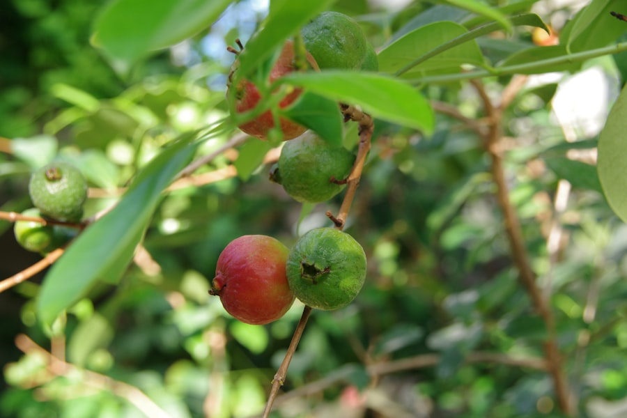 fruit ripening technology