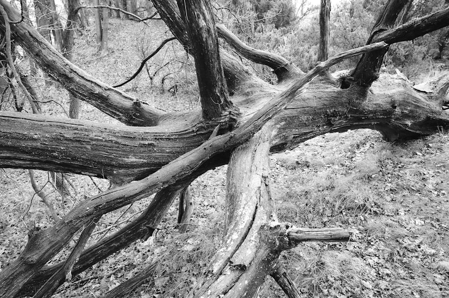 asymptotic giant branch mass loss