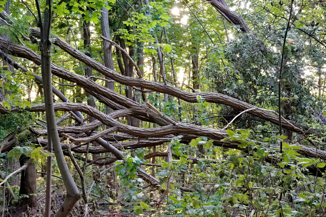 Photo asymptotic giant branch mass loss