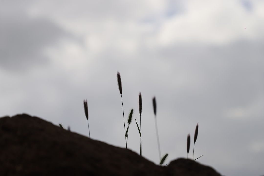 Photo pinocchios escape