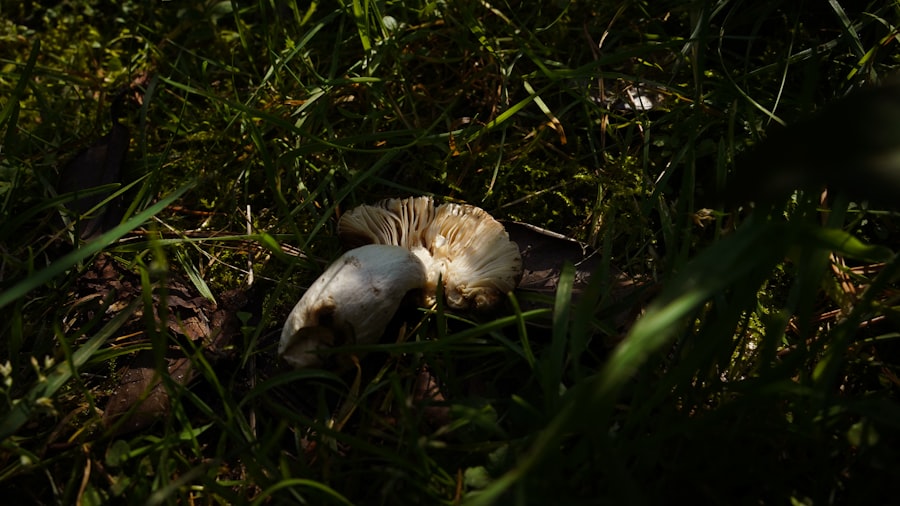 Photo collodi killed pinocchio