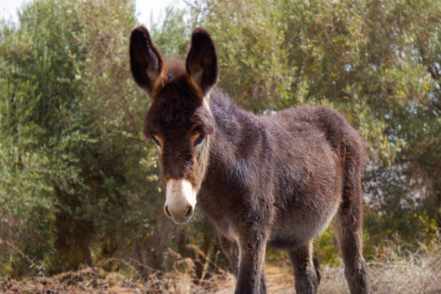 Photo pinocchios donkey ears