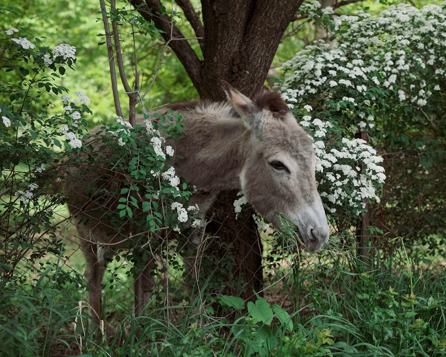 Photo pinocchio donkey transformation