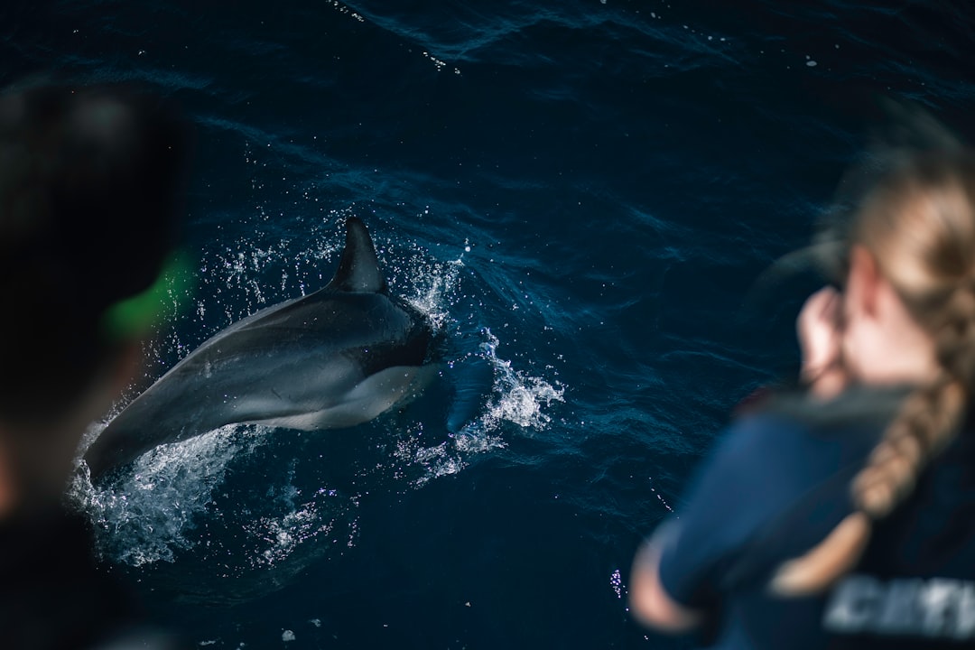 Photo dolphin safe tuna