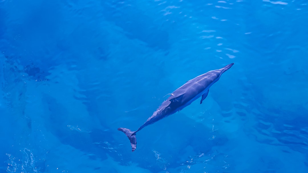 Photo dolphin safe tuna
