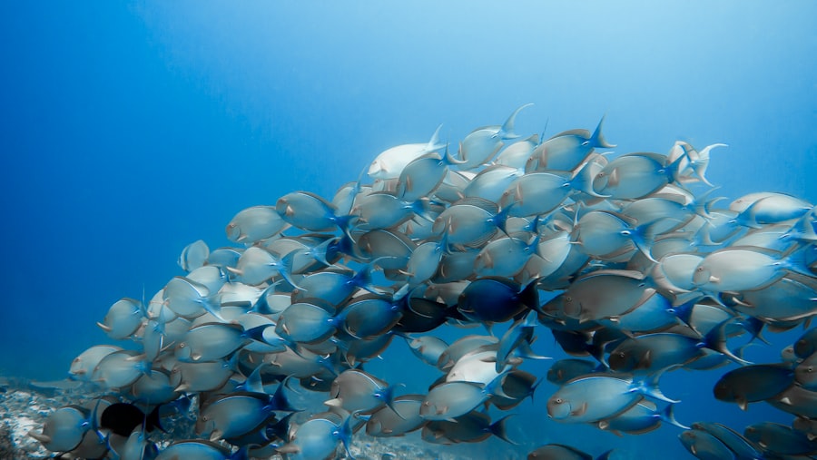 Photo tuna supply chain transparency