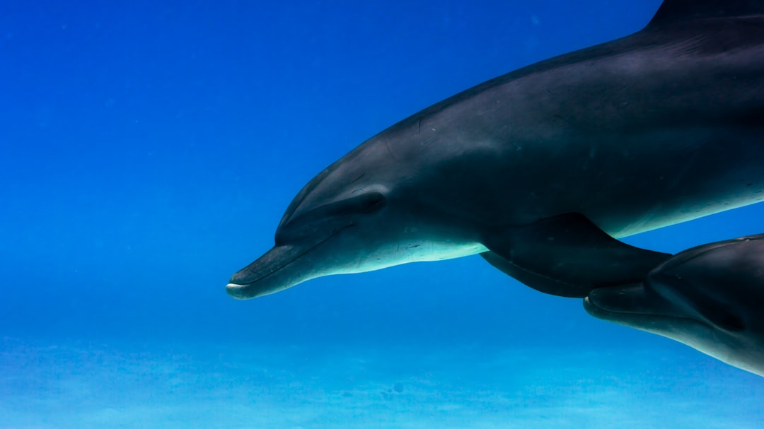 Photo verify dolphin safe claims