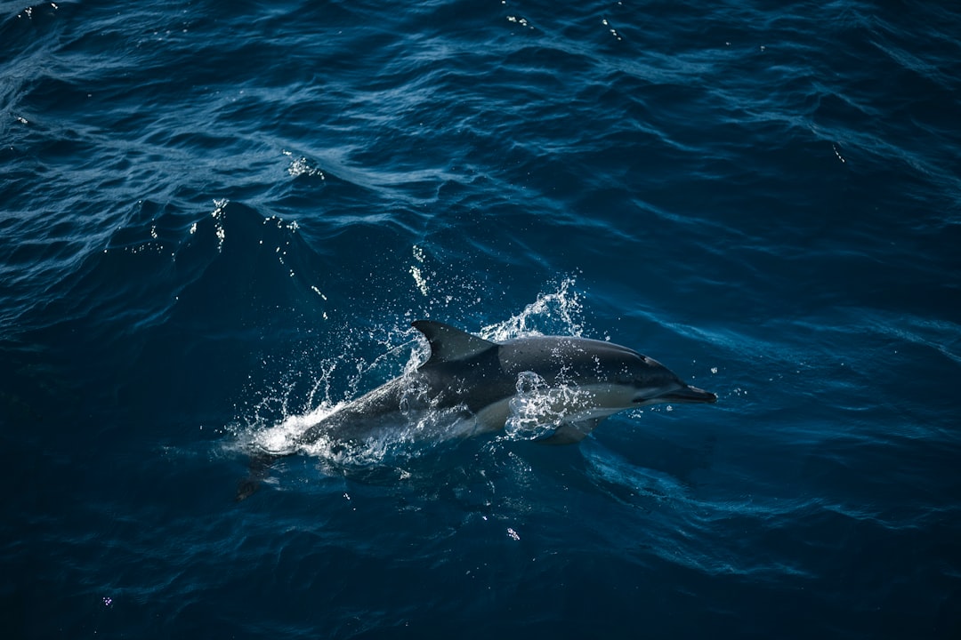 Photo starkist tuna dolphin safe