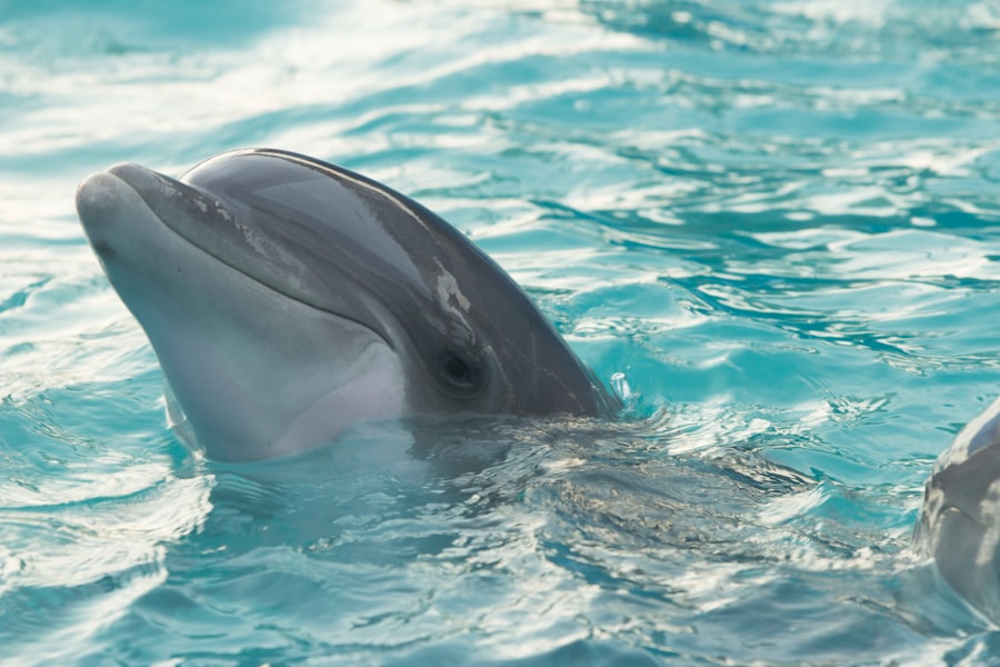 Photo dolphins